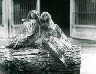 Dos jóvenes búhos grises grandes, también conocidos como búhos de Laponia, enfrentados sentados en un tronco, Zoológico de Londres, agosto de 1926 de Frederick William Bond