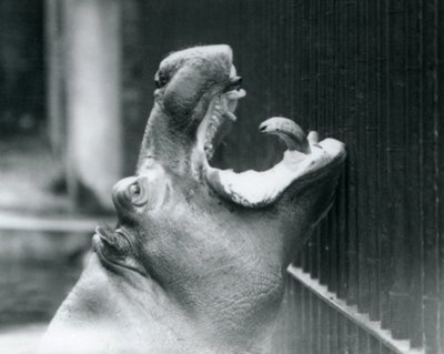 Joven hipopótamo Bobbie en el Zoológico de Londres, 1927 de Frederick William Bond