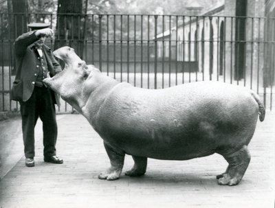 El joven hipopótamo Bobbie con el cuidador Ernie Bowman, Zoológico de Londres, julio de 1923 de Frederick William Bond