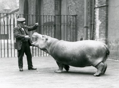 El joven hipopótamo Bobbie con el cuidador Ernie Bowman, Zoológico de Londres, julio de 1923 de Frederick William Bond