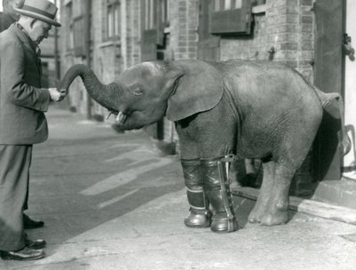 Elefante pigmeo africano joven Oojah con férulas, como parte de su tratamiento para el raquitismo, Zoológico de Londres, 1926 de Frederick William Bond