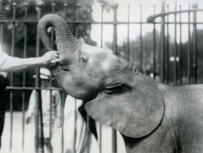 La joven elefanta pigmea africana Oojah recibiendo un premio, Zoológico de Londres, julio de 1925 de Frederick William Bond