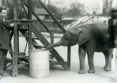 La joven elefanta pigmea africana Oojah investigando un barril con su trompa, mientras su cuidador y entrenador observan, Zoológico de Londres, julio de 1925 de Frederick William Bond