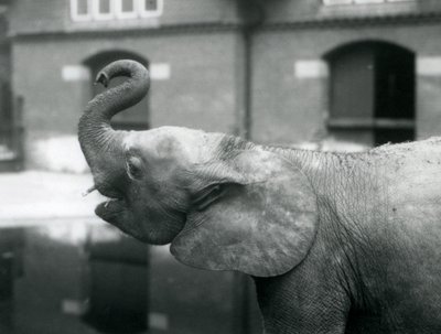 La joven elefante pigmea africana Oojah levantando su trompa en el Zoológico de Londres, agosto de 1925 de Frederick William Bond