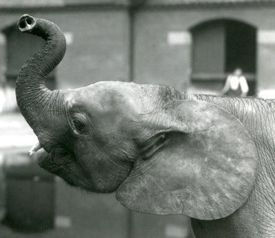 Joven elefante pigmeo africano Oojah levantando su trompa en el Zoológico de Londres, agosto de 1925 de Frederick William Bond