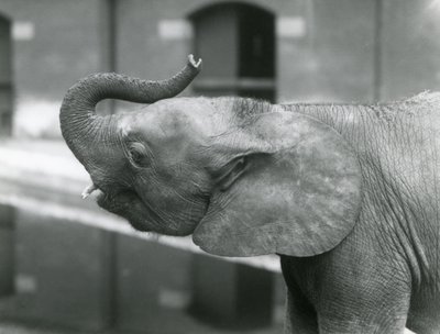 La joven elefanta pigmea africana Oojah levantando su trompa en el Zoológico de Londres, julio de 1925 de Frederick William Bond