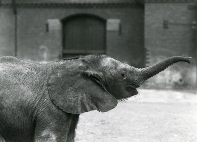 La joven elefanta pigmea africana Oojah levantando su trompa para recibir un premio en el Zoológico de Londres, julio de 1925 de Frederick William Bond