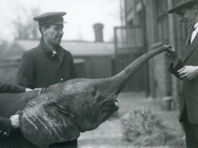 Joven elefante pigmeo africano hembra Oojah levantando su trompa para recibir un premio en el Zoológico de Londres, junio de 1925 de Frederick William Bond
