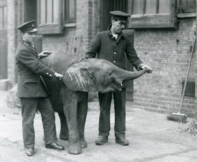 La joven elefanta pigmea africana Oojah levantando su trompa para recibir un premio de sus cuidadores en el Zoológico de Londres, abril de 1925 de Frederick William Bond