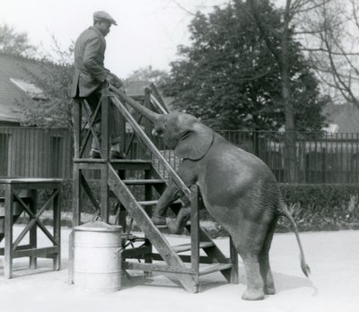 Joven elefante pigmeo africano Oojah con sus patas delanteras en los escalones de embarque, alcanzando a su entrenador, que está en el escalón superior, con su trompa, Zoológico de Londres, junio de 1925 de Frederick William Bond