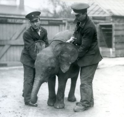 Joven elefante pigmeo africano hembra Oojah con dos cuidadores en el Zoológico de Londres en abril de 1925 de Frederick William Bond