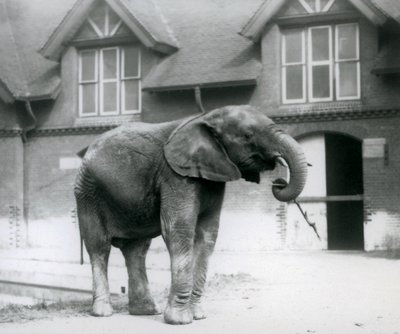 Joven elefante africano Kiberenge frente a la Casa de los Elefantes en el Zoológico de Londres, junio de 1927 de Frederick William Bond