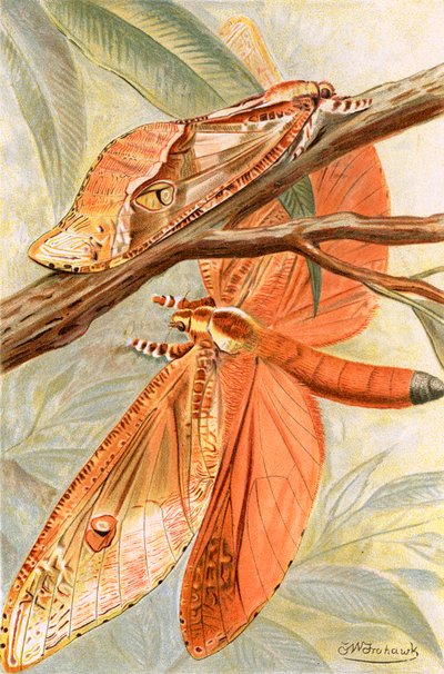 Polilla gigante de Frederick William Frohawk