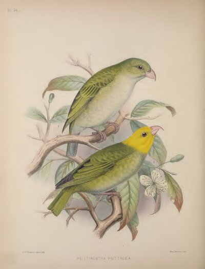 Psittirostra Psittacea, de 