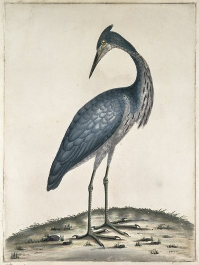Una garza, 1789 de Frederick William Hayes