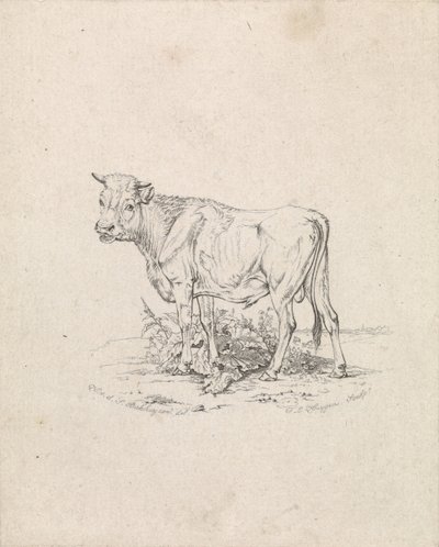 Tauro de Frederik Lodewijk Huygens