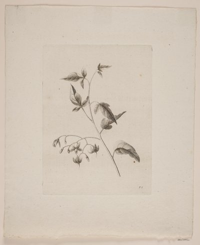 Motivo floral de Frederik Schepelern