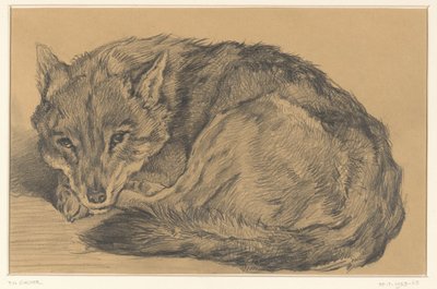 Zorro reclinado de Frederik Willem Zürcher