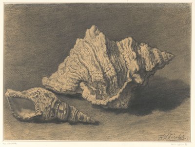 Dos conchas de Frederik Willem Zürcher
