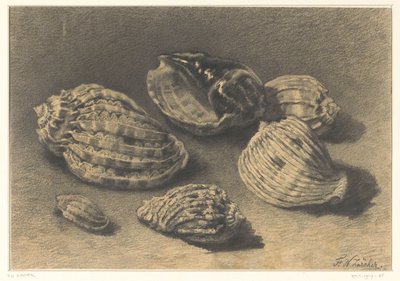 Seis conchas de Frederik Willem Zürcher