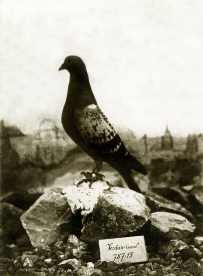 Animales durante la Primera Guerra Mundial 1914-1918: El famoso Vaillant Vaillant paloma de French Photographer