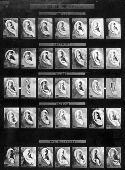 Clasificación antropométrica e identificación del sistema Bertillon: comparación de diferentes tipos de orejas rectas (lóbulo). sd. Finales del siglo XIX de French Photographer
