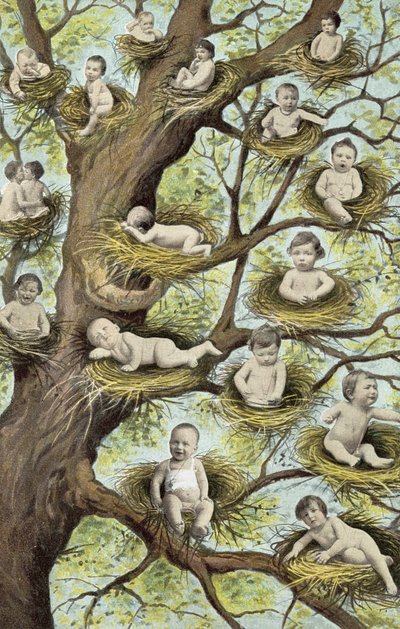 Bebés en nidos en árbol de French Photographer