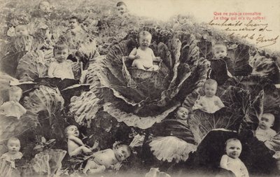 Bebés en el campo de coles de French Photographer