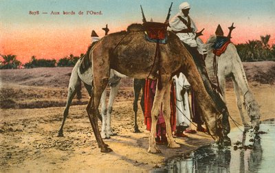 Camellos bebiendo en el borde del río Oued, Argelia de French Photographer