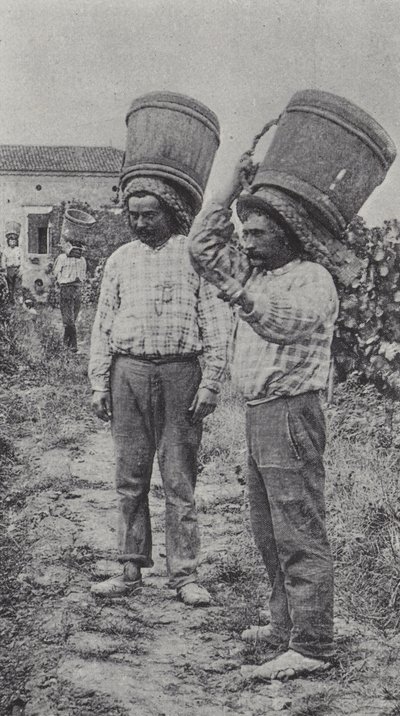 Vendimiadores trabajando de French Photographer