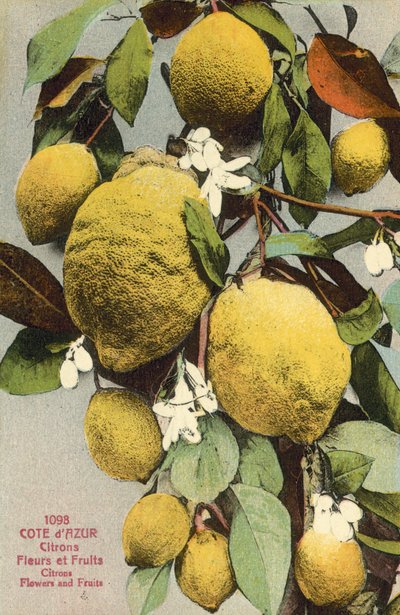 Limones y flores de limonero de French Photographer