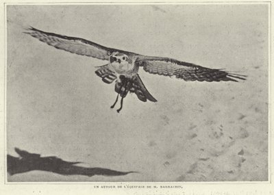 Uno de los pájaros de M Barrachin de French Photographer