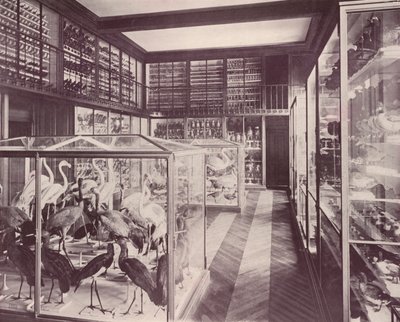 París: Galería de Aves, Museo de Historia Natural de French Photographer