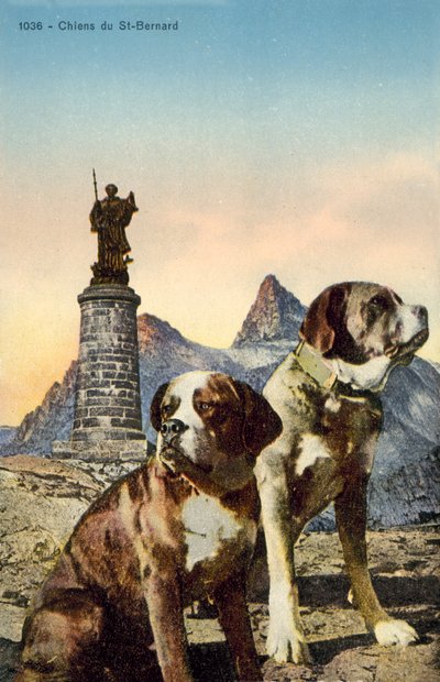 Perros San Bernardo de French Photographer