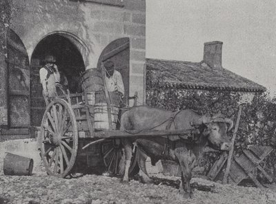 Transporte de uvas cosechadas en carro de bueyes de French Photographer