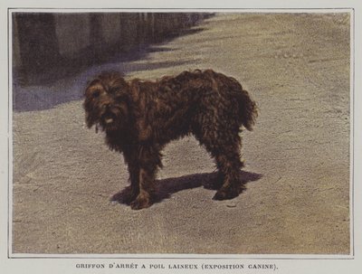 Grifón de muestra de pelo lanoso de French Photographer