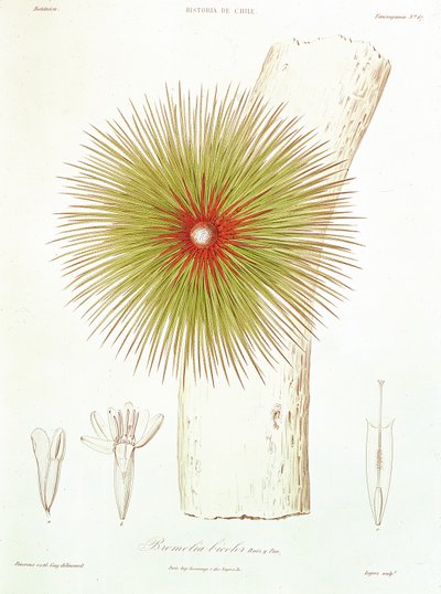 Una Bromelia encontrada en los Andes, de 