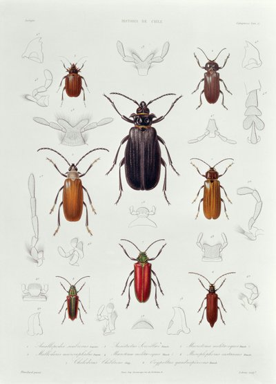 Una colección de coleópteros encontrados en Chile, ilustración de 