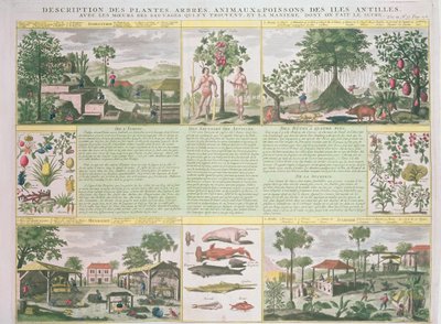 Descripción de plantas, árboles, animales y peces encontrados en las Antillas, ilustración de Histoire Generale des Antilles Habitees par les Francois Vol. 2 por Jean Baptiste Du Tertre (1610-1687) de French School