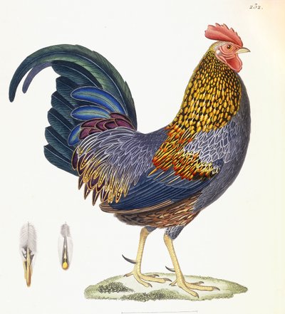 Una gallina, Placa 232, de "Nouveau Recueil de Planches Coloriees d