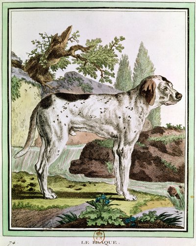 Un puntero, ilustración de Histoire Naturelle de Georges Louis Leclerc (1707-88) Conde de Buffon, 1749-1804 de French School