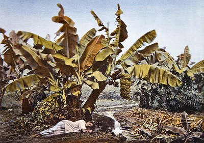Una plantación de plátano y mandioca en Nueva Caledonia, finales del siglo XIX de French School
