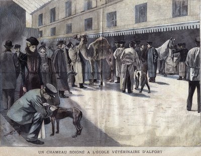 Un camello se cura en la Escuela Veterinaria de Maison-Alfort. Ilustración de 1899 en 
