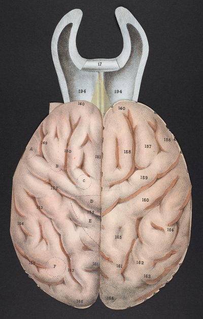 Una sección del cerebro, de 