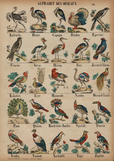 A a Z de aves de French School