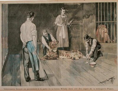 Un veterinario vendando la pata de la leona Milady, c.1898-99 de French School
