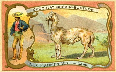 Cromolitografía publicitaria de chocolates Guerin Boutron, LOS MAMÍFEROS, El lama de French School