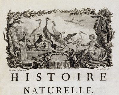 Alegoría de Historia natural sobre los pájaros - en “Histoire naturelle, générale et particulière” de Buffon de French School