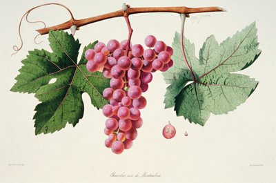 Ampelografía, Uva Chasselas Rose de Montauban Auvergne de French School