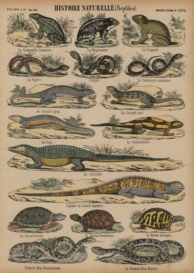Anfibios y reptiles de French School